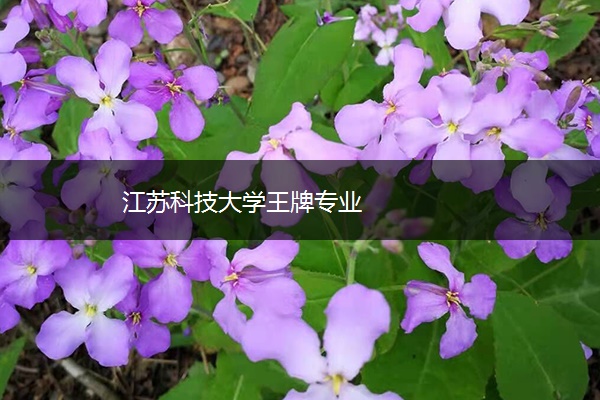 江苏科技大学王牌专业